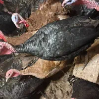 بوقلمون طبیعی