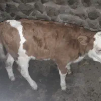 فروش هشت عدد ماده گاو درجه یک|حیوانات مزرعه|حسین آباد, |دیوار