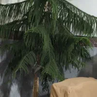 گل  زیبا|گل و گیاه طبیعی|دهگلان, |دیوار