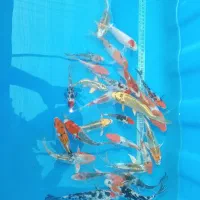 ماهی قرمز|ماهی|رشت, آتشگاه|دیوار