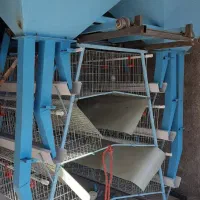 تجهیزات مرغداری قفس مرغ تخمگذار|حیوانات مزرعه|آبگرم, |دیوار