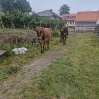گاو آبستن و گاو با گوساله