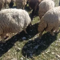 7راس گوسفند