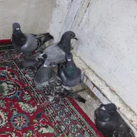 پنج عدد کبوتر جوان