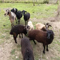 گوسفند زنده پروار پروار