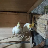 یک جفت عروس هلندی لوتینو