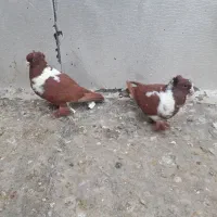 باسلام دوعدد ککلی بفروش میرسد