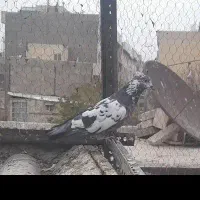 ۱۲ تا کفتر فقط یکجایی|پرنده|ری, ملکآباد|دیوار