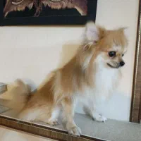 سگ پامرین|سگ|گرگان, |دیوار