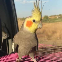 عروس هلندی|پرنده|مریوان, |دیوار