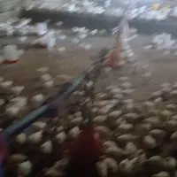 فروش جوجه بوقلمون بیوتی وجوجه مرغ گوشتی