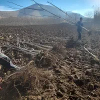 نهال تظمینی گردو|خدمات باغبانی و درختکاری|مشهد, انقلاب|دیوار