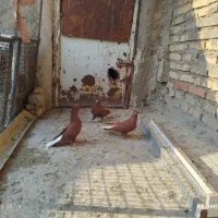 سرخ و سرخ دم سفید ستا نر