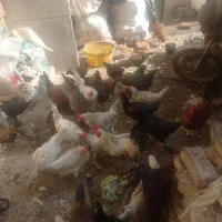 تعداد زیادی مرغ. رسمی تخم گذار وخروس لاری|حیوانات مزرعه|کهریزک, |دیوار