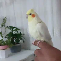 عروس هلندی زیبا و دست آموز