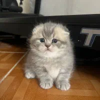 اسکاتیش فولد