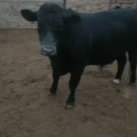 گوساله چاق یک راس