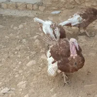 فروش انواع بوقلمون بوربون و برنزی