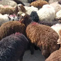 فروش گوسفند و بز