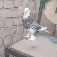 هما|پرنده|بزینه رود, |دیوار