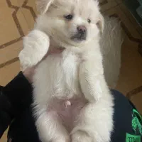 توله سگ زیبا