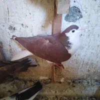 کفترشهرستانی|پرنده|مشهد, عبادی|دیوار