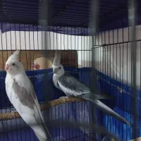 جفت با جوجه