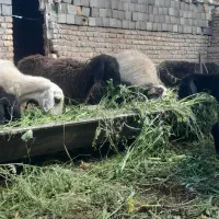 میش آبستن بره دار