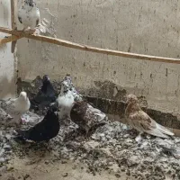 کهنه کفتر|پرنده|آران و بیدگل, |دیوار