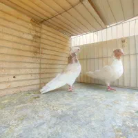 مایه کبوتران پرشی کاشان|پرنده|کاشان, میدانگاه آقا|دیوار