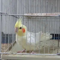 عروس هلندی|پرنده|دوگنبدان, |دیوار