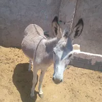 الاغ|حیوانات مزرعه|تهران, قیام‌دشت|دیوار