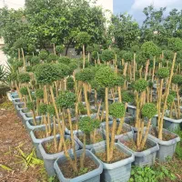 مورت،یاس،شمشاد طلایی،پالم