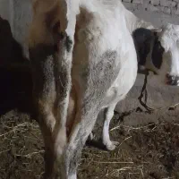 گاو جوان شیری|حیوانات مزرعه|سراب, |دیوار