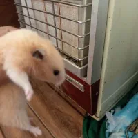 همستر|موش و خرگوش|زاهدان, |دیوار