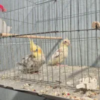 ۶تاعروس هلندی