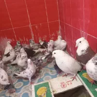 کبوتر تهرانی الان رسیدن کوهدشت