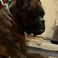 سگ باکسر|سگ|مشهد, ادیب نیشابوری (شهرک غرب)|دیوار