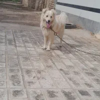 واگذاری سگ سامویید