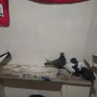 کفتر|پرنده|شیراز, شیشهگری|دیوار