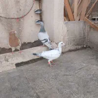 کفتر بوم پرشی|پرنده|مشهد, ویلاشهر|دیوار