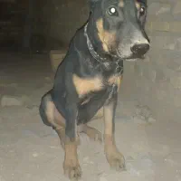 توله سگ دوبرمن|سگ|یزد, |دیوار