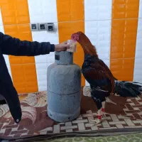 مرغ و خروس لاری