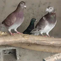 کبوتر‌پلاکی