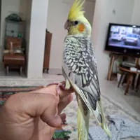جوجه عروس سخنگو