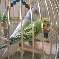 جفت مرغ عشق هشت ماهه|پرنده|مشهد, دانشجو|دیوار