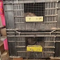 5عدد بلدرچین با لانه|حیوانات مزرعه|پاکدشت, خاتون آباد|دیوار