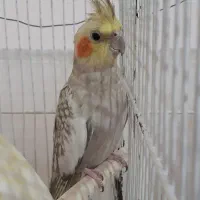 عروس هلندی ماده|پرنده|رامسر, |دیوار