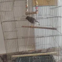 مینا|پرنده|حمیدیه, |دیوار