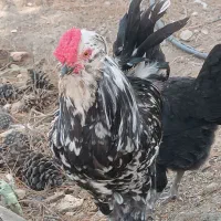 خروس گلین